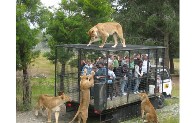 В  зоопарке туристов пускают в вольер со львами