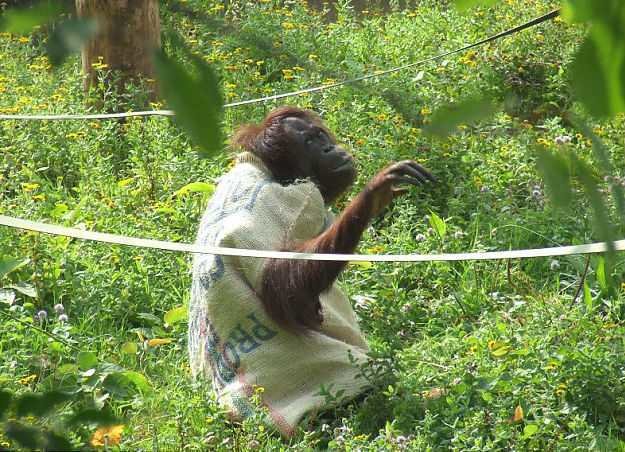 Самка орангутанга  сама сделала себе “платье”