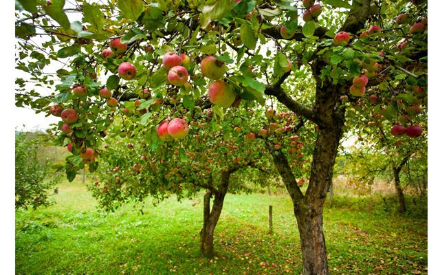 Шесть основных причин болезней плодовых деревьев