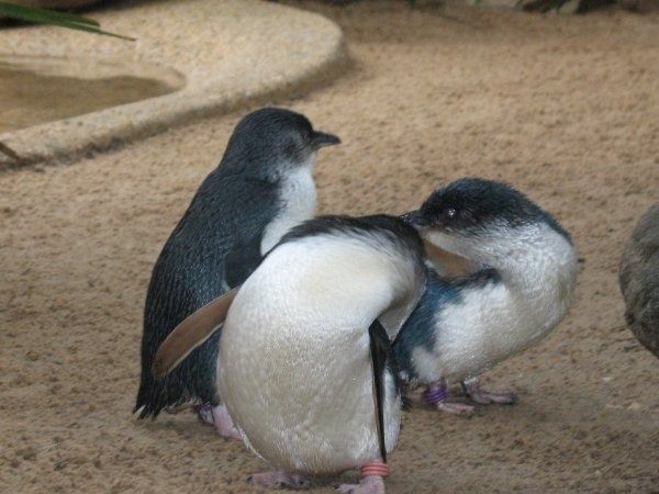 Пингвины Vuivra