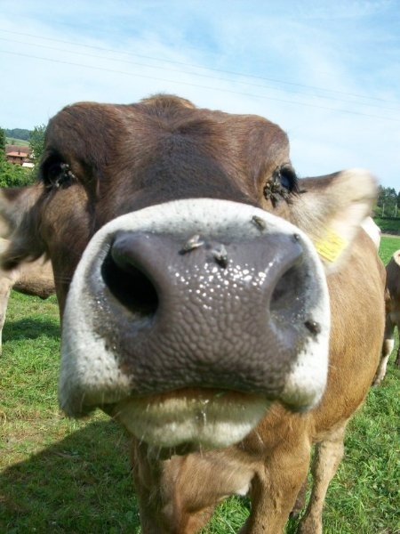 Это корова. Мама Настюли