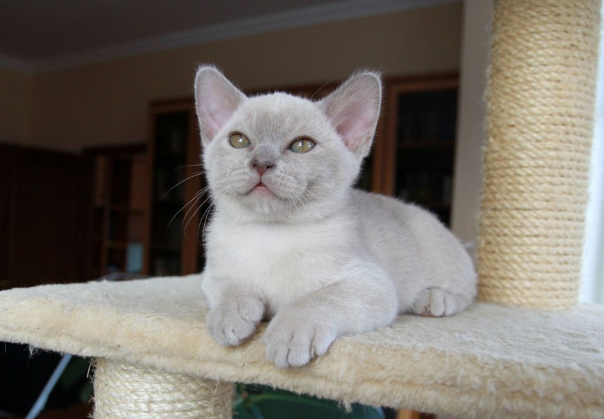 Лиловый бурманский кот