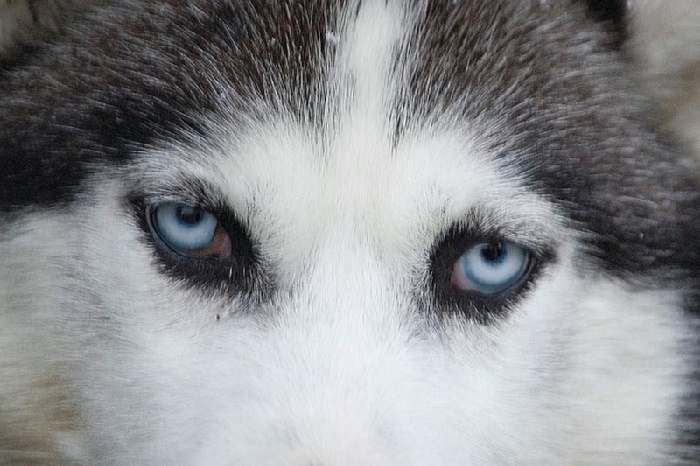 Хаски со взглядом волчицы