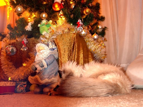 Новый год - праздник семейный. И все члены семьи ждут подарков или считают себя таковыми. Наш кот абсолютно уверен, что он - лучший подарочек. Всю новогоднюю ночь лежал под елкой. sheila1997