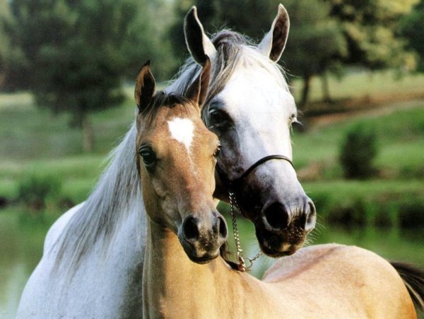 Про лошадей красивый. Красивые лошади. Красивый конь. Обои лошади. Лошадки картинки красивые.