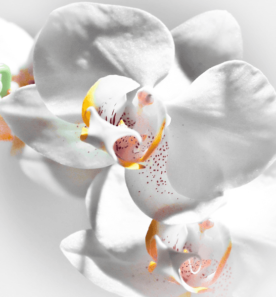 орхидея Drina