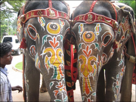 Прошел конкурс красоты  среди слонов