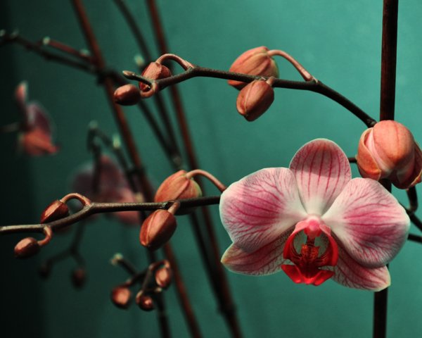 Орхидея ✿Джанka✿