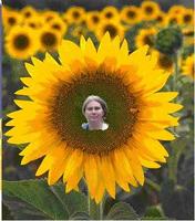 Sunflower D*