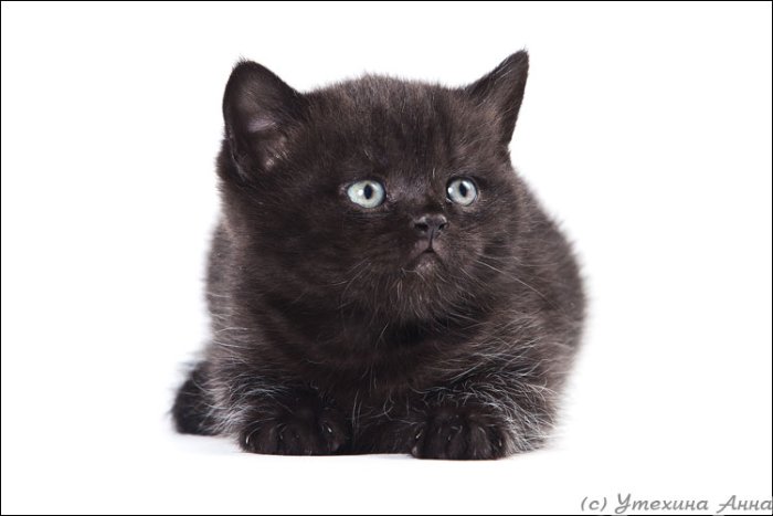 Британский котенок мальчик черный