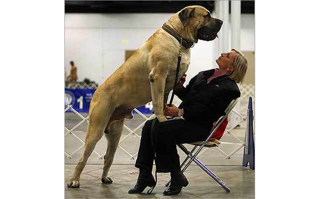 Топ 10.  Самые большие в мире собаки