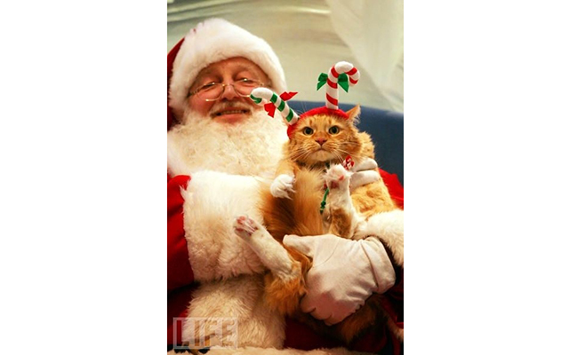 Санта-Клаус и кошки