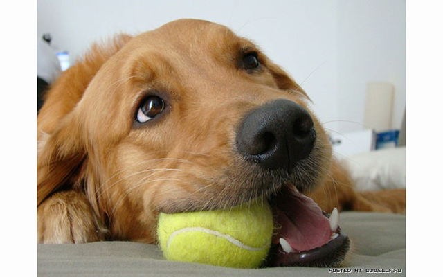 Собаки и теннисные мячики 