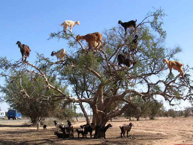 Марокканские козы