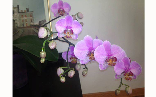 Моя любимая орхидея