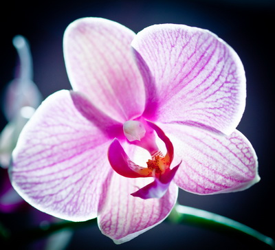 Орхидея ★Asolo