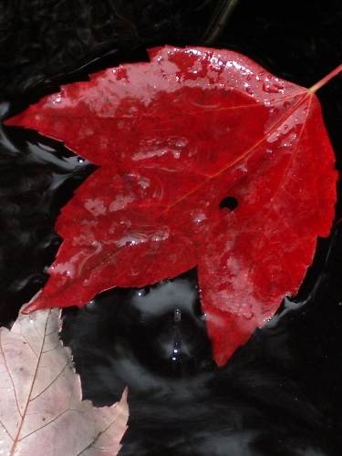 красный лист, плавающий в пруду под дождем Это я, Анечка!