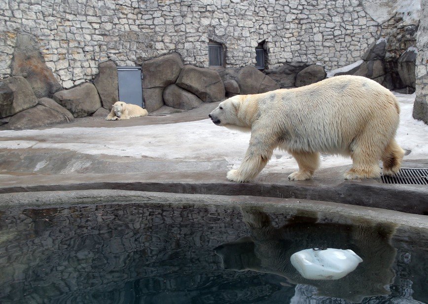 Жизнь животных в Московском зоопарке покажут онлайн