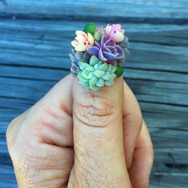 Живые ногти: маникюр с настоящими кактусами
