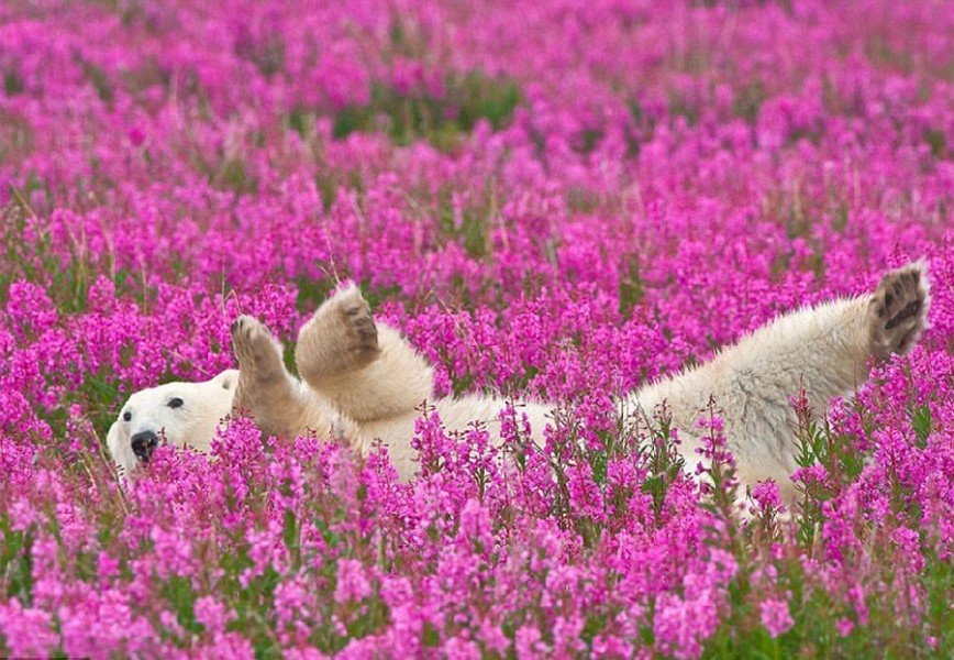 Белые медведи на цветочном поле