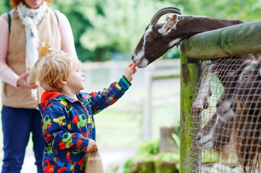 В зоопарке появились автоматы с кормом для животных