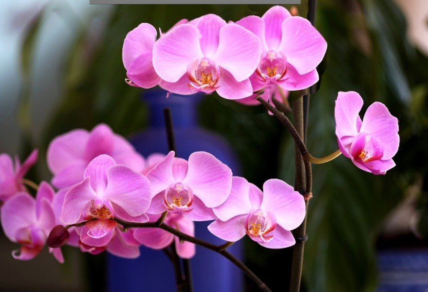 8 марта посетительницам "Аптекарского огорода" подарят орхидеи
