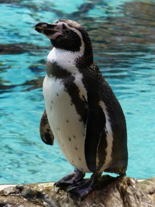 Одинокий пингвин желает познакомиться