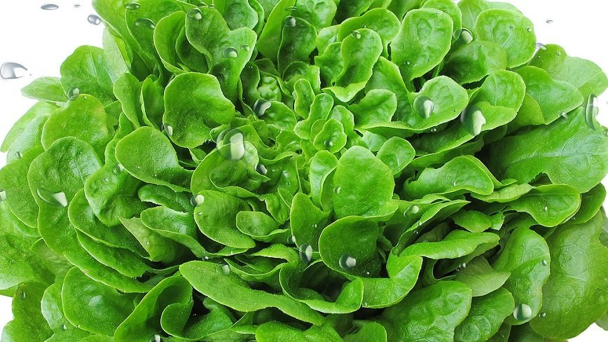 Зеленые продукты, которые стоит включить в летний рацион