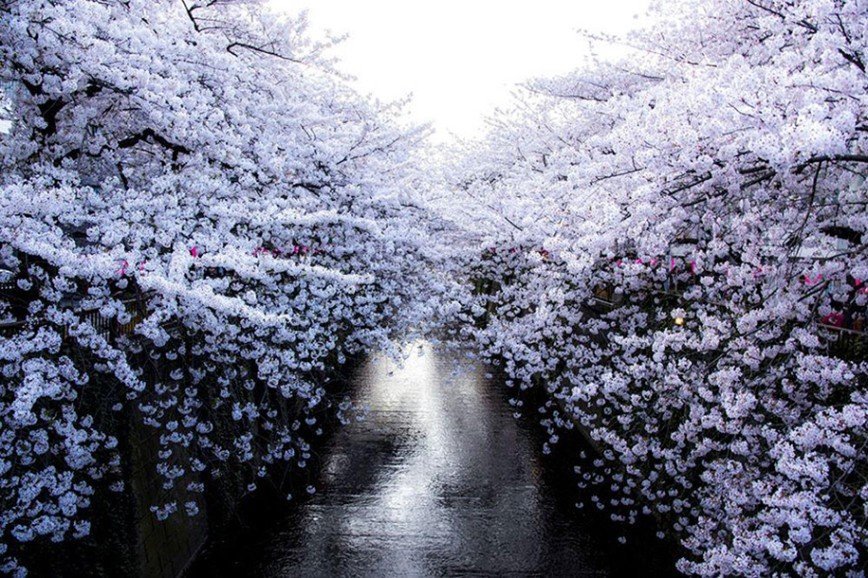 Мимолетная красота: в Японии зацвела сакура