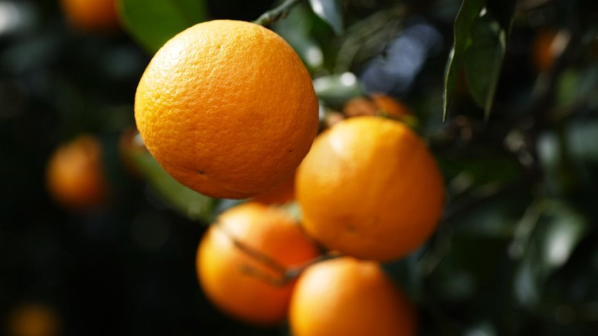 Апельсины помогут вылечить кашель