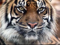 Тигр полосатый