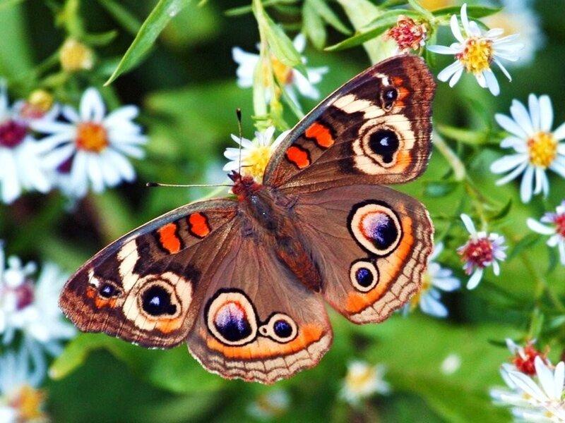 Устали от тревожных новостей? Нарисуйте бабочку онлайн — и она полетит!