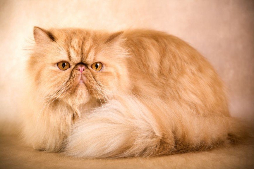 Шуба на зависть: 6 самых пушистых пород кошек