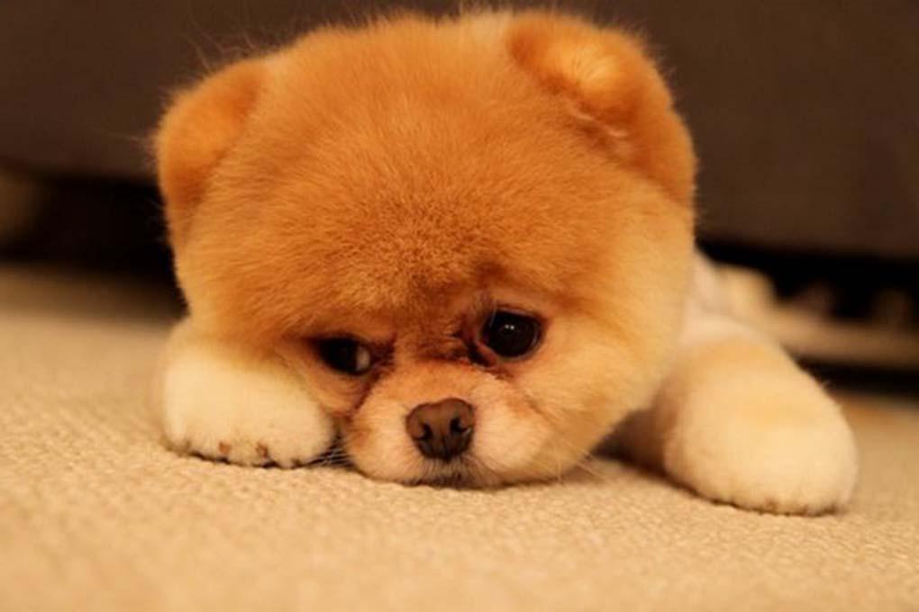Меня зовут Боня! «Счастливый Животик» составил рейтинг самых популярных кличек собак в Москве