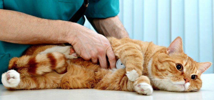 У кошки не 9 жизней: как бесплатно проверить здоровье питомцев у профессиональных ветеринаров