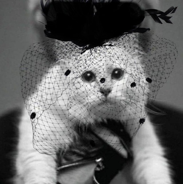 "В будущее без папочки": кошка Карла Лагерфельда Шупетт поблагодарила за соболезнования