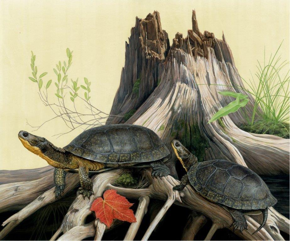 Мэтт Паттерсон «Американские болотные черепахи»