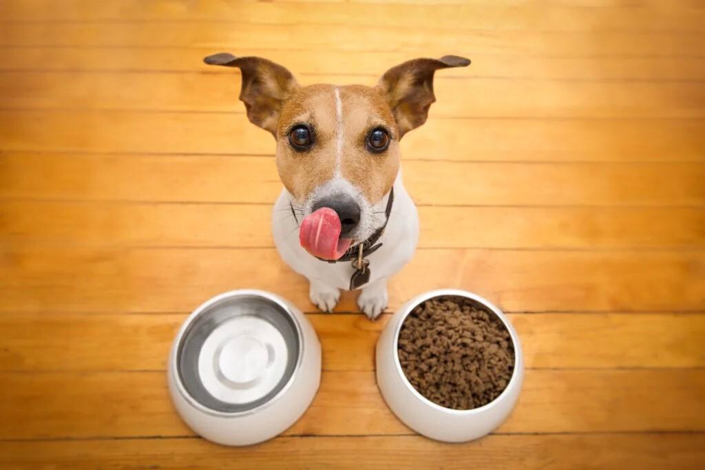 Что вкусненького принес? Гид по правильному и здоровому питанию собаки 