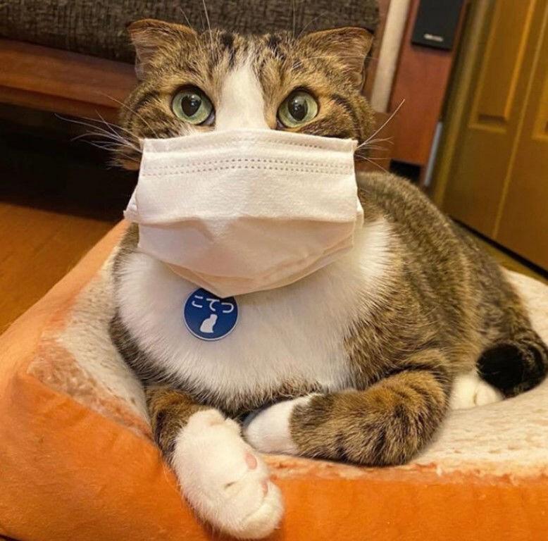 Выступление кота в маске. Маска кота. Кот в медицинской маске. Животное в медицинской маске. Кот в повязке.