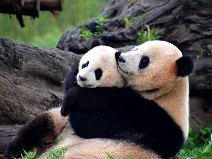 Гигантские панды Жуи и Диндин из Китая поселятся в Московском зоопарке