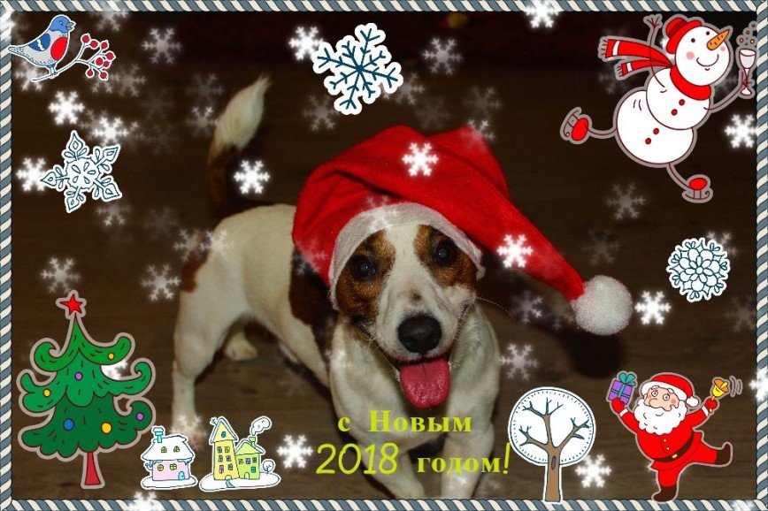 С Новым годом всех!!!!!Счастья и радости вам желает мой пёс Крузо! оляша