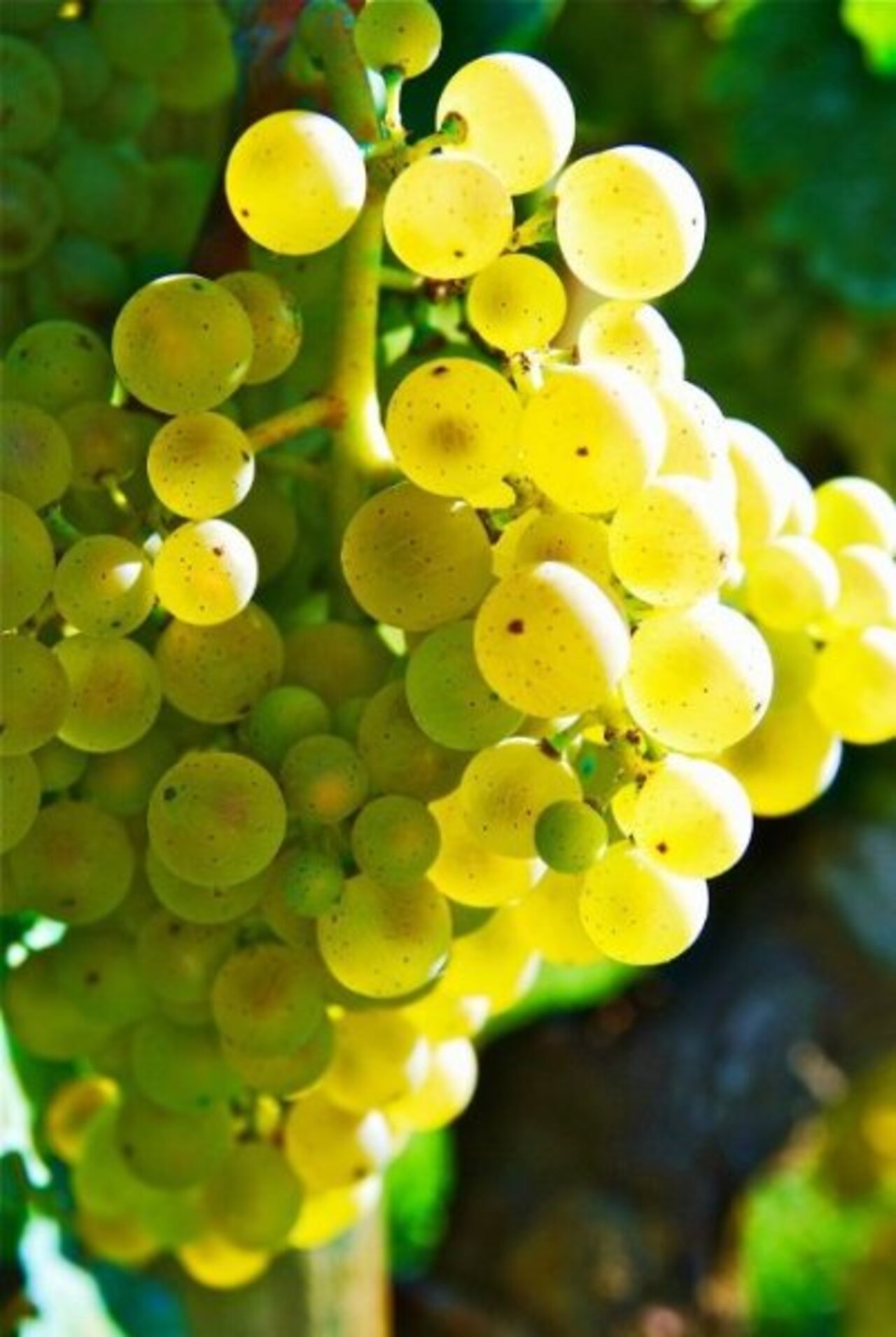 Вот такой урожай винограда в этом году в Италии Катенька- Сорока
