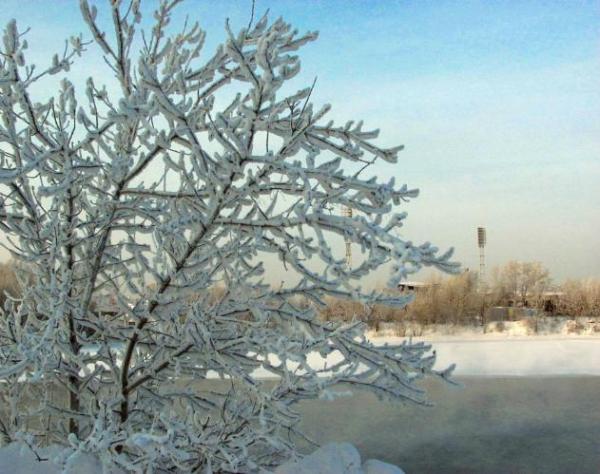 Мороз в Сибири укутывает деревья в такие шикарные белые шубки. СветланиЯ