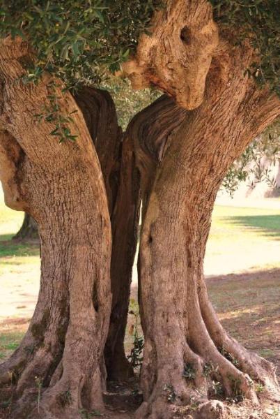 оливковое дерево с головой динозавра tamuly