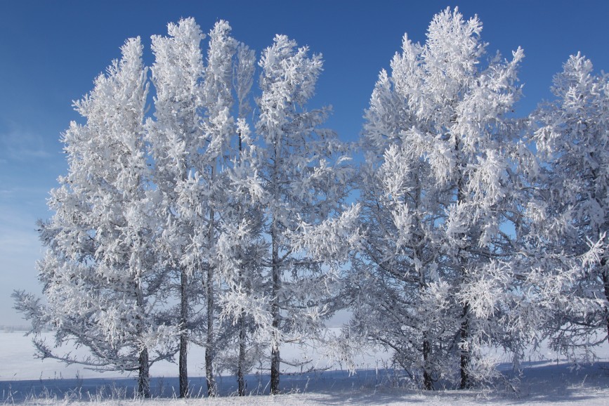 Январь – начало года,
Силён его мороз.
Уснула вся природа.
Теперь уж не до гроз.
 z-yulia