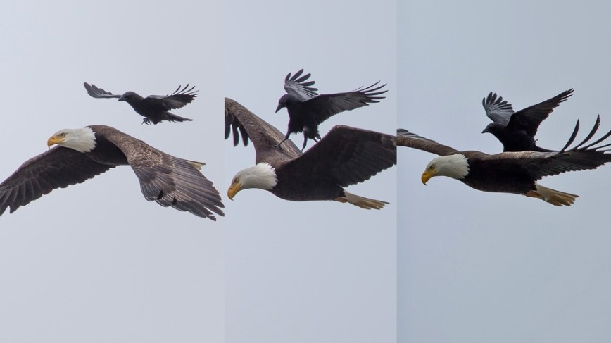 Фотограф сделал фотографию ворона, летящего на спине у орла