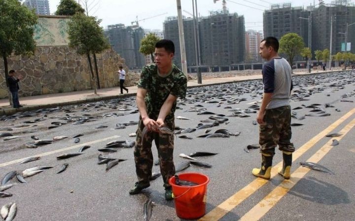 В Китае из грузовика выпало семь тонн рыбы…