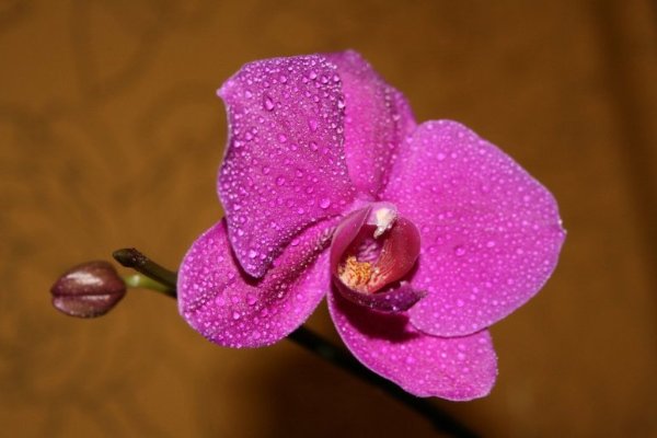 Орхидея Phalaenopsis  K.A.