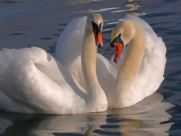 Красивые белые лебеди