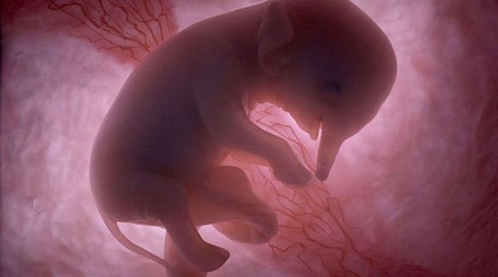 Эмбриональные фото животных